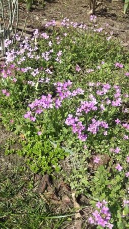 Арабис альпийский #цветы #garden #дача