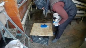 Пересадка кроликов в новую клетку.