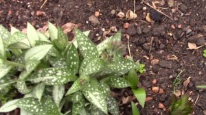 Клумба в апреле. Полезная бесплатная подкормка .