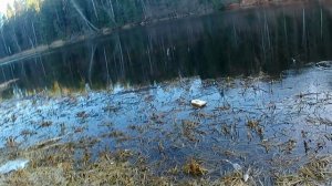 Краснопёрка озверела.