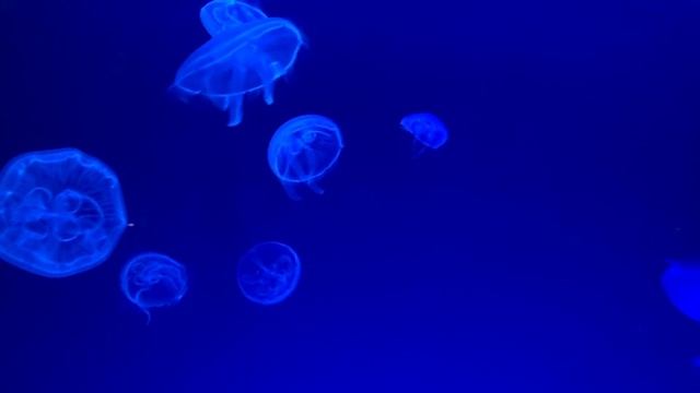 Nagoya Public Aquarium смотреть онлайн