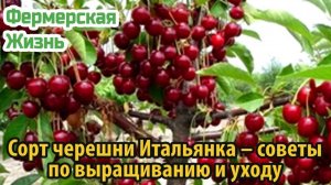 Сорт черешни Итальянка – советы по выращиванию и уходу