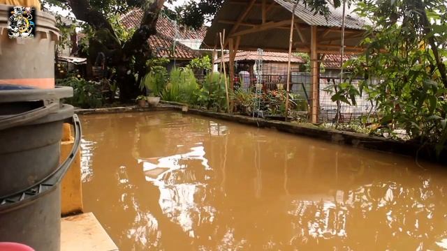 MENGERIKAN‼tarikan ikan nila Monster bisa double straik bertubi-tubi#viral#Mancing#gondronglabanan