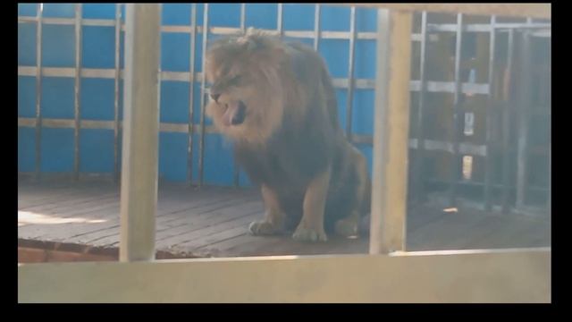 КРАЙНИЕ НАБЛЮДЕНИЯ ТИГРАША смотреть онлайн