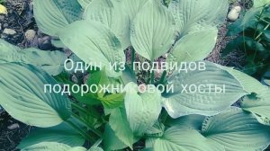 Хосты в моем саду, и ведь это только совсем маленькая часть от всего разнообразия хосты