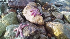 Обитатели Японского моря