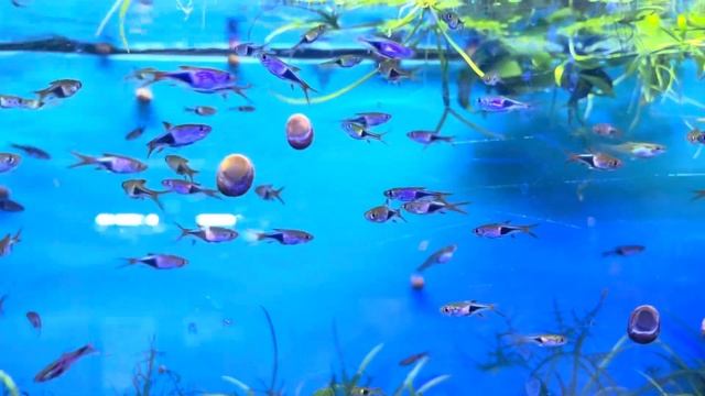 Tetra Fish Glowlight Rasbora смотреть онлайн