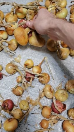 Плету косы из лука для удобного хранения урожая