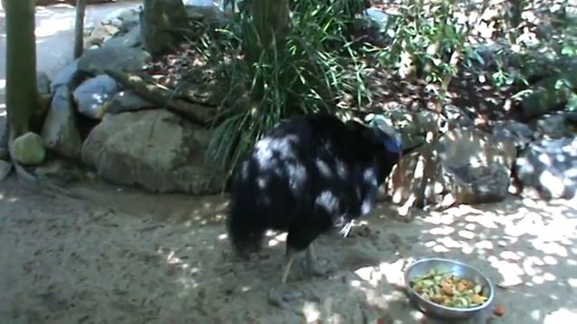 SPECIAL OLYMPICS HUTT VALLEY IN CAIRNS, AUSTRALIA 2012 PART EIGHTY THREE смотреть онлайн