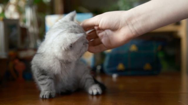 Cats
