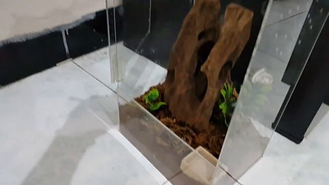 Unboxing 0.0.1 Poecilotheria Hanumavilasumica смотреть онлайн