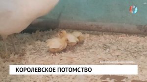 Королевское потомство