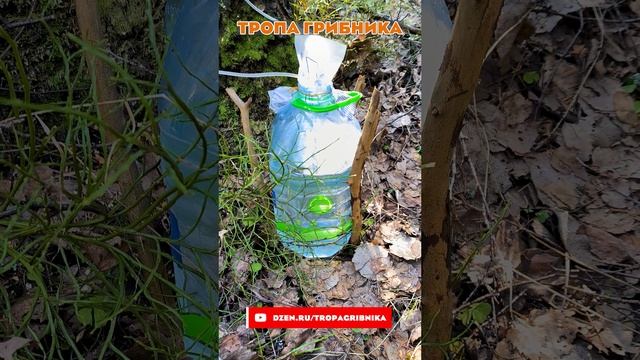 Грибные Новости На 1-ое Апреля, Строчки Гигантские Пока Не Растут, А Сок Берёзовый Идёт. смотреть онлайн