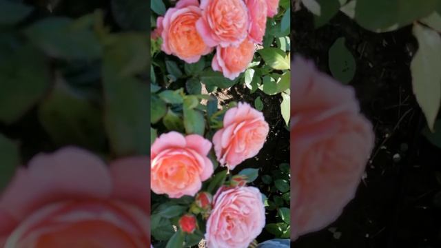 Роза Аптаун Гёл смотреть онлайн