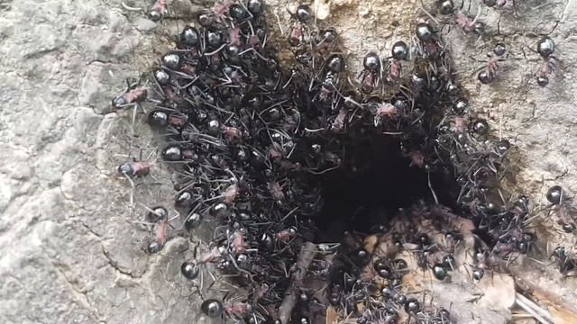 [가시개미]gasi gaemi.. смотреть онлайн