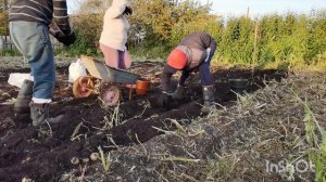 Копаем картофель урожай 2024 года! Лучший сорт, эта картошка растет при любой погоде.