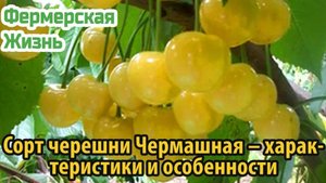 Сорт черешни Чермашная – характеристики и особенности