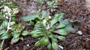 Spring draba (Draba verna) - 2013-03-03