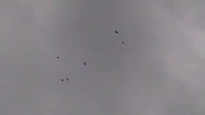 Голуби Сергея Звягина1