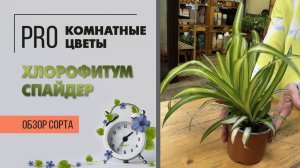 Хлорофитум Спайдер. Обзор сорта. Яркий, нежный, интересный. Новый взгляд на привычное растение.