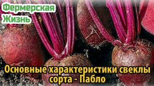 Основные характеристики свеклы сорта Пабло