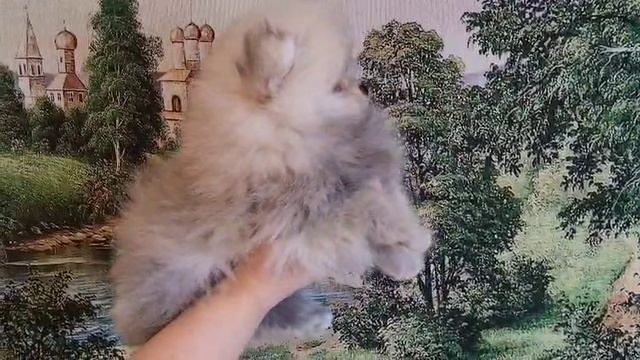 VID-20250402-WA0004 смотреть онлайн