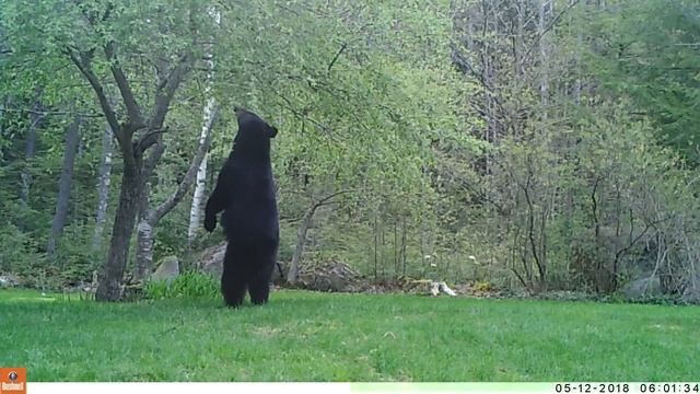 Bear at crab apple tree 5-12-2018 смотреть онлайн