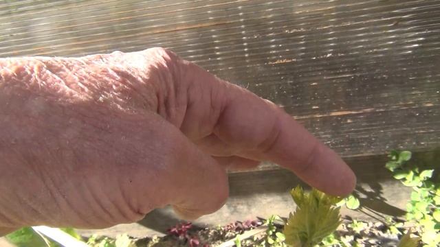 Вторая ВЕСЕННЯЯ ОБРАБОТКА ВИНОГРАДА, от ФОМОПСИСА и СЕРОЙ ГНИЛИ смотреть онлайн