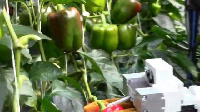 Greenhouse Bell Pepper Farming   Modern Agriculture Technology.
