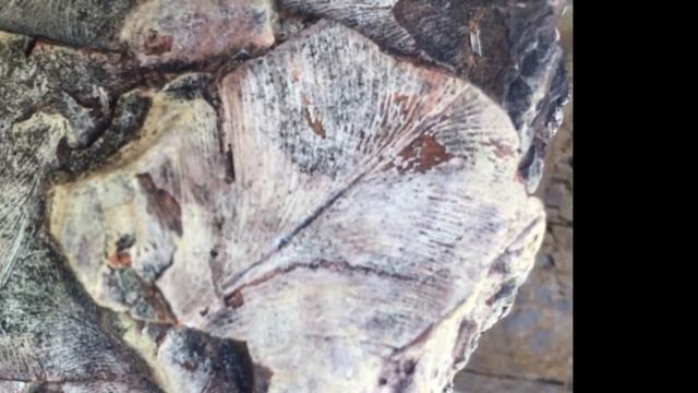 plant fossils i found, Queensland, Australia