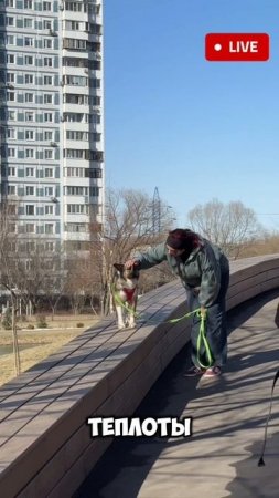 Собачий кризис...разрешим! 🐶 #собаки
