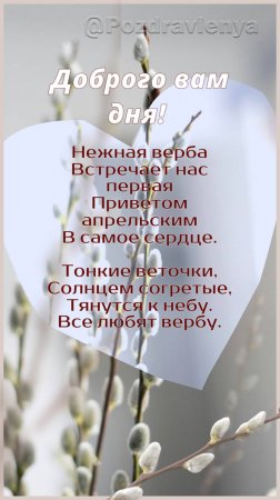 Верба. Открытка