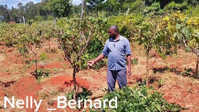 Tree Tomato Farming || How to become a Successful fruit farmer