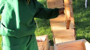 СОЕДИНЯЮ РОЙ С БЕЗМАТОЧНОЙ СЕМЬЁЙ