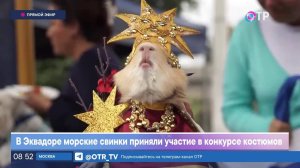 В Эквадоре морские свинки приняли участие в конкурсе костюмов