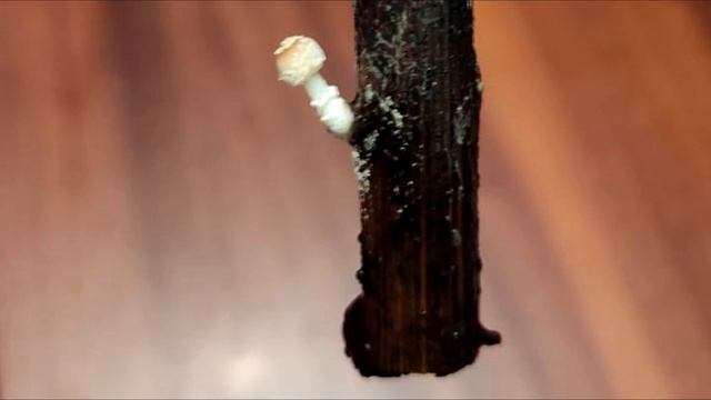 Вырос гриб из черенка винограда. Шокирующее зрелище смотреть онлайн