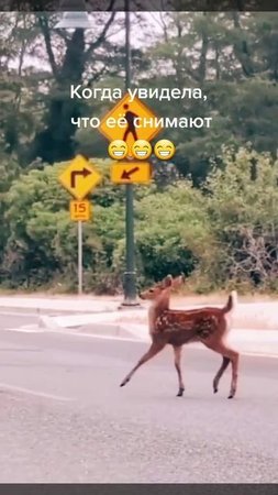 Когда увидела что её снимают 😁😁😁