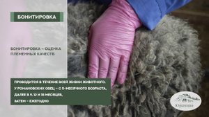 Селекционная работа в «Юрьевском»