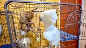 Такого ВЫ НЕ ВИДЕЛИ! Медвежата делают забег за мной и Алиной по дорожкам парка))