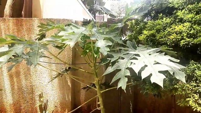 Health Benefits of Papaya leaves| Effective remedy on Acne pimples| solve white hair problem