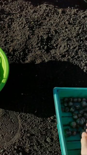 Зимний чеснок сажаем правильно и получаем отличный урожай!