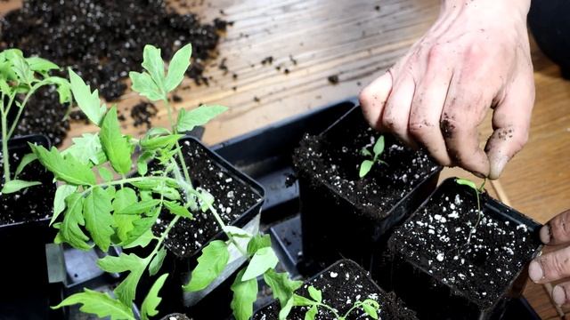 упала рассада томата не надо переживать срочно сделайте так смотреть онлайн