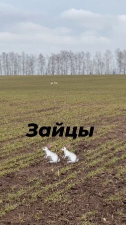 Зайцы на поле