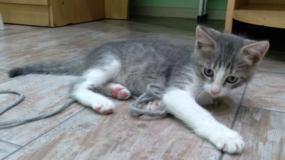 video5431380844696595936