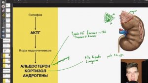6.82. Гипофиз и гормоны коры надпочечников | Анатомия к ЕГЭ | Георгий Мишуровский