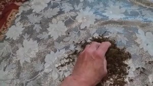 иван-чай точка эксперимент. три