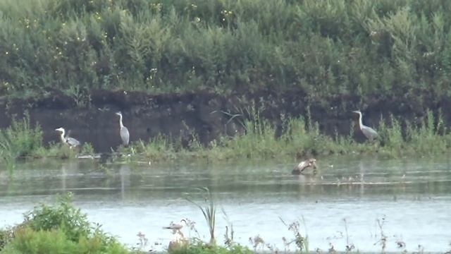 Разведка охотугодий, на наличие УТКИ! смотреть онлайн