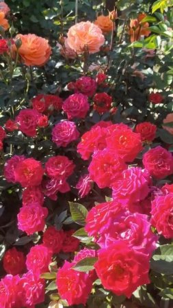 Сентябрьские розы Подмосковье#розы #garden #сад