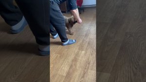 наша первая тренировка с кинологом)))маленький тибетский мастиф