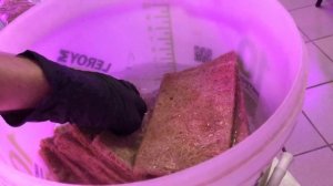 Гайд по выращиванию микрозелени